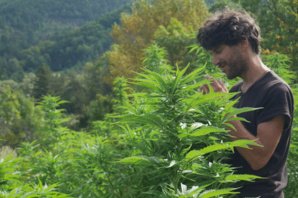 Exploitation CBD C'est BeauDoin