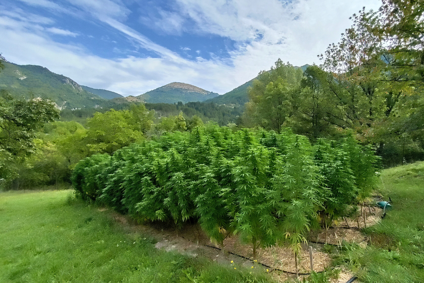 Exploitation CBD C'est BeauDoin